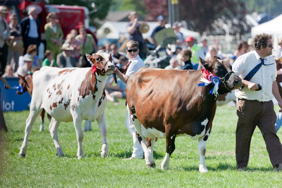 Livestock 2013