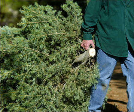 tree recycling