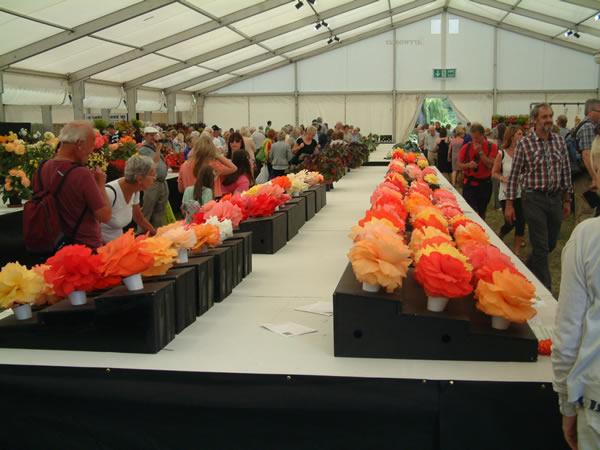 Begonia Society Display