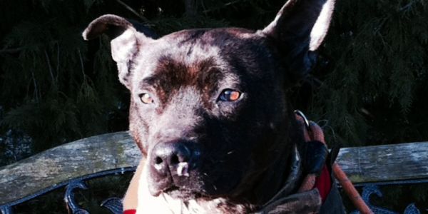 Harley is looking for a Furever Home
