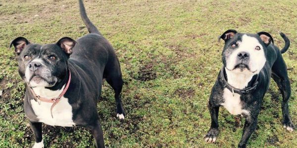 finding-furever-homes-annie-and-kane-looking-for-a-new-home
