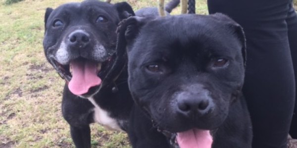 jolly-good-causes-finding-furever-homes-rescue-dogs-seek-loving-home-after-being-tied-to-lamp-post-and-abandoned