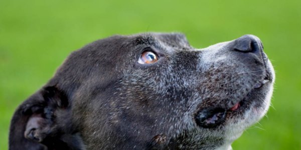 finding-furever-homes-orphan-annie-dog-rescue-shropshire-jolly-good-causes