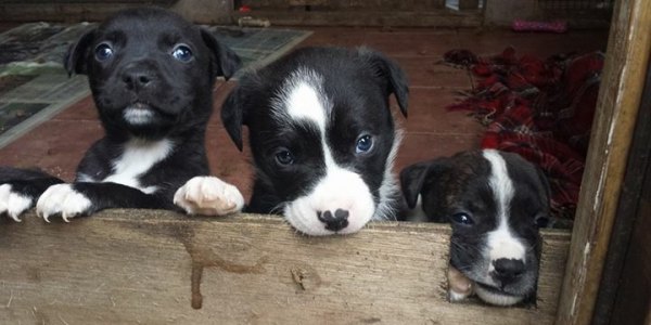 finding-furever-homes-shropshire-rescue-has-26-pups-in-need-of-homes-jolly-good-causes