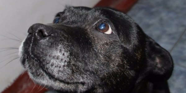 millie-shropshire-rescue-dog-seeks-new-home-after-being-abandoned-tied-to-lamppost