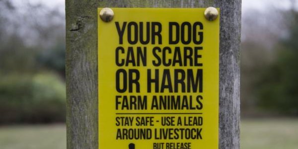 Dog Walking Sign