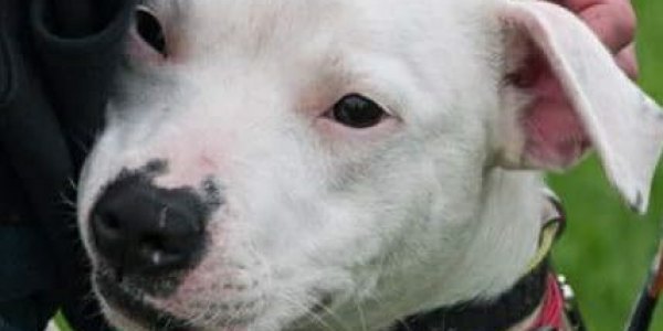 finding-furever-homes-fundraising-louis-heart-operation