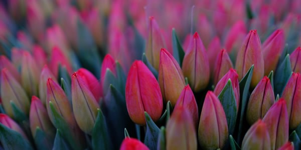 freestocks-org-552878-unsplash