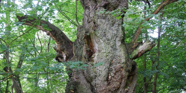 Moor Park ancient oak