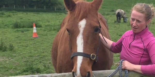 Scarlet a horse who is looking for a home with Totem Horses