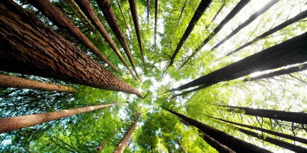 Redwood
