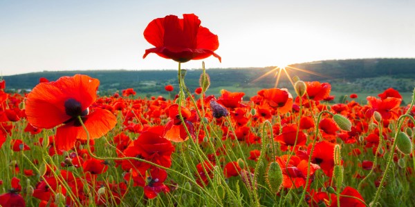 Poppy