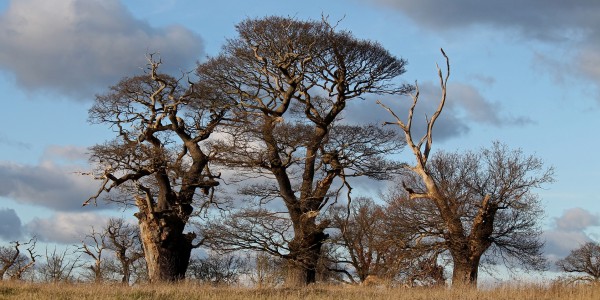 talk in Shrewsbury on ancient oak trees