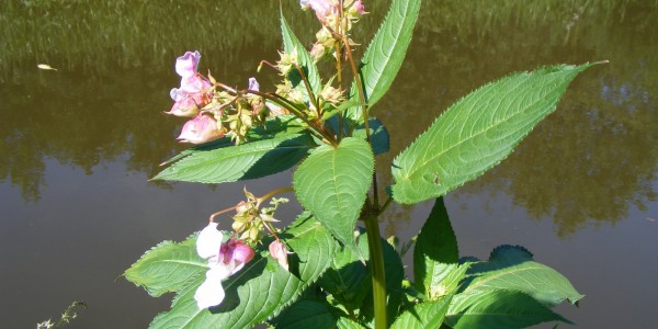 Himalayan Balsam Cheddleton Caldon Canal photo by Rupert Smedley July 2012 (2)