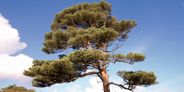 Scots pine