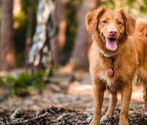 happy dog in a park