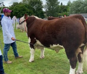 Bull and handlers at Shropshire County Show