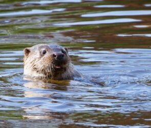 Male otter in River Severn by Kevin Wells