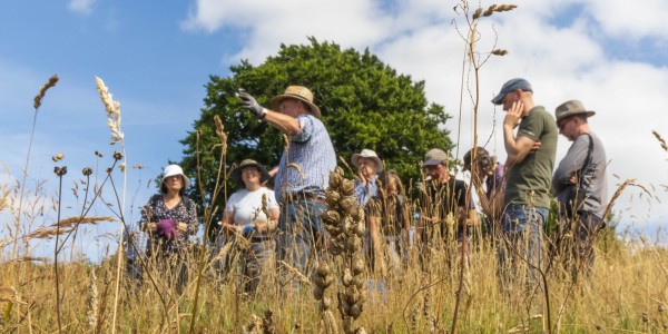 Wild meadow seed harvesting as part of last year's festival Photo by Terry Moore