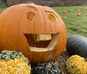Weston Park’s pumpkin patch will be a hit with the youngsters